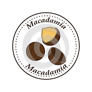 Vector macadamia logo in cartoon style.